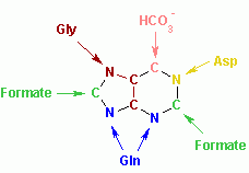 Image:Nucleotides syn3.png