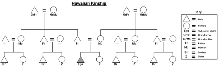 Graphic of the Hawaiian kinship system