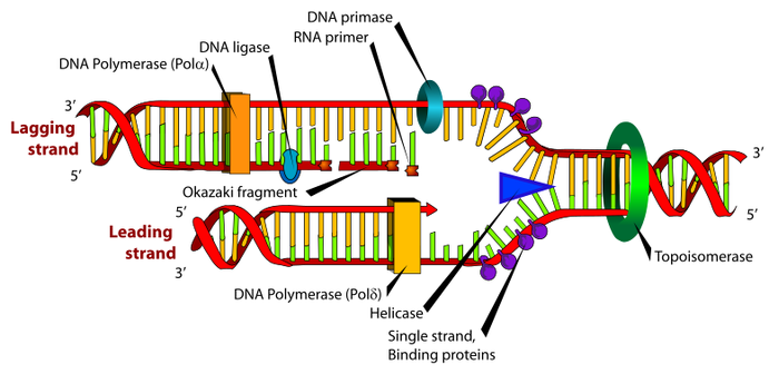 File:DNA replication.svg