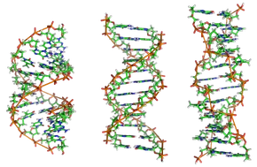 From left to right, the structures of A, B and Z DNA