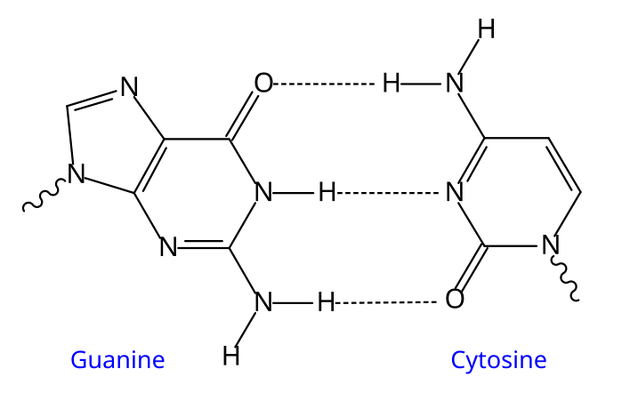 File:GC DNA base pair.svg