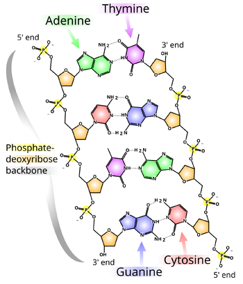 The chemical structure of DNA.