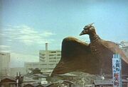 Female Rodan in the 1956 film.