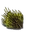 Pétale d'iboga