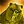 Rage de l'ours
