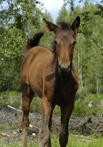 Foals need help&nbsp;;-)