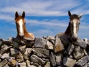 Two friendly horses