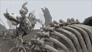 Bones