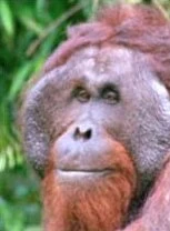 Joop, der älteste Orangutan der Welt