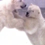 Dieren