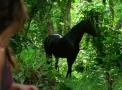 Cavalo Negro