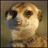 Image:Meerkatf.jpg