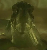 Ein Aquarianer