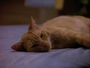 Die Katze Spot