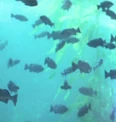Fish at the Cetacean Institute