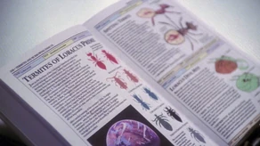Loracus Prime's handbook entry