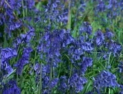Bluebonnets