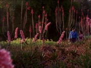 A Betazed garden