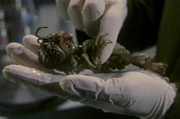 A dead hatchling.