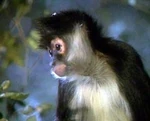 An alien primate