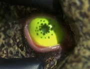 Suliban Cabal eye