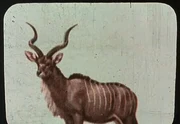 A male kudu