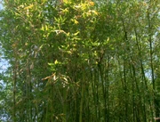 Bamboo.