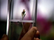 The Tuvok orchid