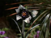 The Gamma Trianguli VI pod plant