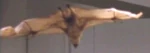 A stuffed fruit bat