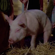 A pig