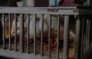 Ducks in a cage.