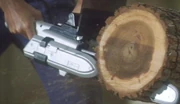 The trunk of an alvera tree.