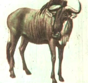 A wildebeest