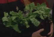 Oblissian cabbage