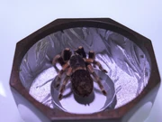 A spider