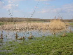 Mellon Wetlands