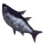 Image:Giant Guppie.png