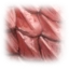 Image:Sockeye Scales.png