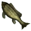 Image:Rock Bass.png
