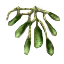 Image:Anglica Fingers.png