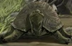 Hardshell Turtle