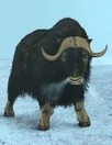 Muskox