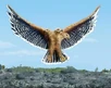 Trihawk