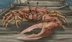 Fiddler Crab