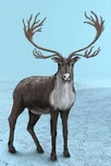 Caribou