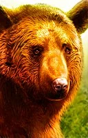 brown bear portrait
