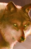 wolf portrait