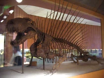 Dimetrodon grandis skeleton at the National Museum of Natural History.