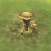 Fungi